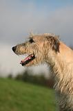 IRISH WOLFHOUND 423